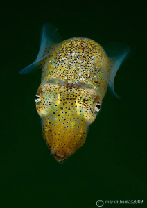 Sepiola atlantica - the little cuttle.
Aughrusmore Pier,... by Mark Thomas 